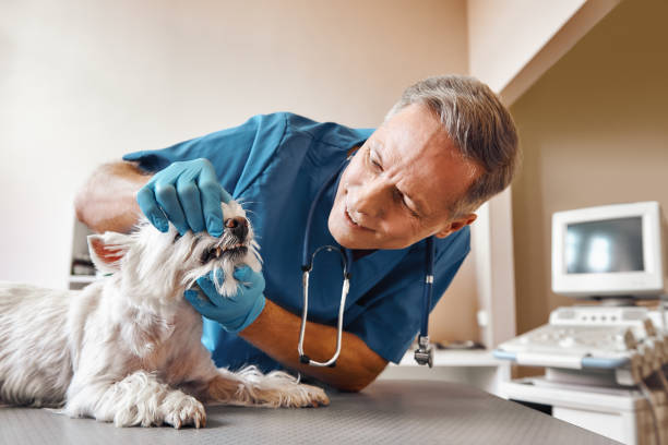 Best Emergency Dental Services Near Me  in El Paso, IL